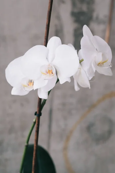 Weiße Orchidee Einer Vase Auf Dem Tisch — Stockfoto