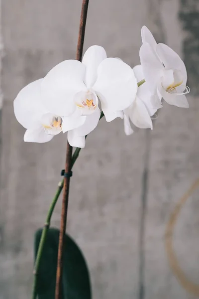 Weiße Orchidee Einer Vase Auf Dem Tisch — Stockfoto