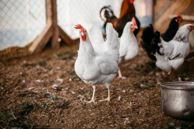 Tükenmez kalemle çiftlikte tavuk. Biraz yürüyüşe tavuk. Broiler tavukların yumurtalarını.