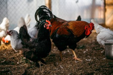 Tükenmez kalemle çiftlikte tavuk. Biraz yürüyüşe tavuk. Broiler tavukların yumurtalarını.