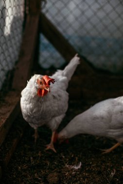 Tükenmez kalemle çiftlikte tavuk. Biraz yürüyüşe tavuk. Broiler tavukların yumurtalarını.