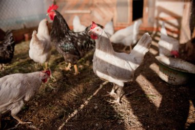 Tükenmez kalemle çiftlikte tavuk. Biraz yürüyüşe tavuk. Broiler tavukların yumurtalarını.