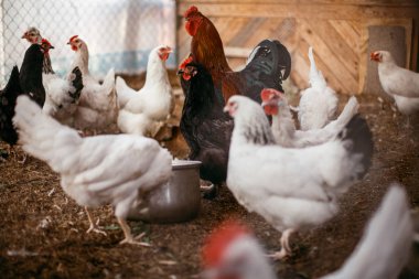Tükenmez kalemle çiftlikte tavuk. Biraz yürüyüşe tavuk. Broiler tavukların yumurtalarını.