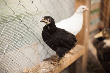 Tükenmez kalemle çiftlikte tavuk. Biraz yürüyüşe tavuk. Broiler tavukların yumurtalarını.