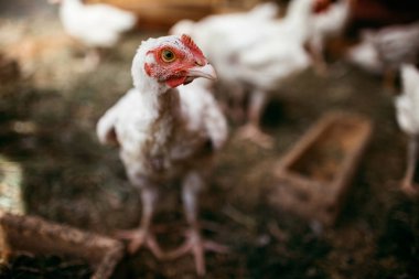 Tükenmez kalemle çiftlikte tavuk. Biraz yürüyüşe tavuk. Broiler tavukların yumurtalarını.