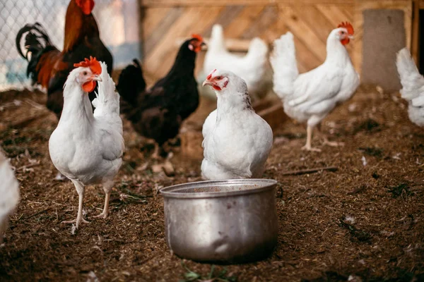 Tükenmez kalemle çiftlikte tavuk. Biraz yürüyüşe tavuk. Broiler tavukların yumurtalarını.