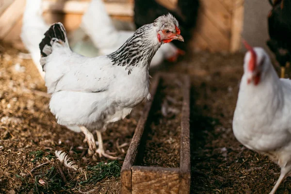 Tükenmez kalemle çiftlikte tavuk. Biraz yürüyüşe tavuk. Broiler tavukların yumurtalarını.