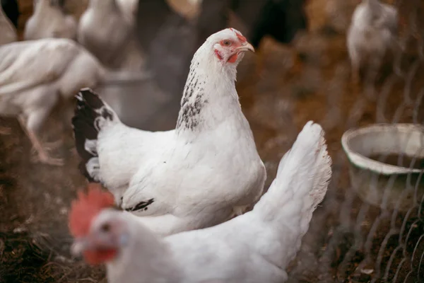 Pollo Nella Fattoria Nel Recinto Piccoli Polli Cammino Galline Carne — Foto Stock