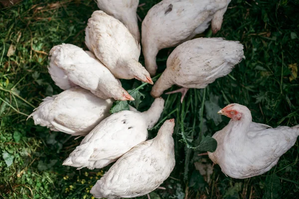 Pollo Granja Corral Pollitos Caminata Gallinas Ponedoras Ponen Huevos — Foto de Stock