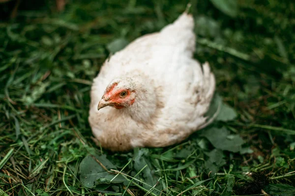Курица Ферме Загоне Маленькие Куры Прогулке Бройлерные Курицы Откладывают Яйца — стоковое фото