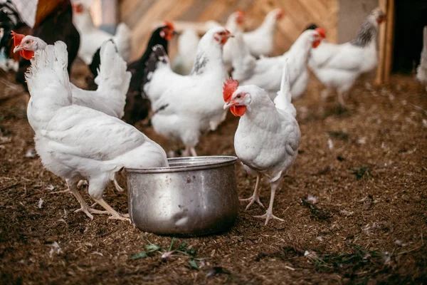 Kip Boerderij Pen Weinig Kippen Wandeling Vleeskuikens Kippen Leggen Eieren Stockafbeelding