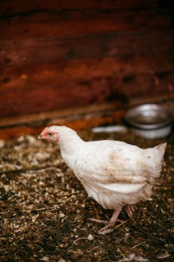 Tükenmez kalemle çiftlikte tavuk. Biraz yürüyüşe tavuk. Broiler tavukların yumurtalarını.