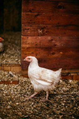 Tükenmez kalemle çiftlikte tavuk. Biraz yürüyüşe tavuk. Broiler tavukların yumurtalarını.