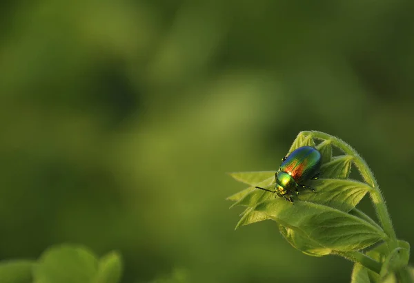 Beautiful bug on a green leaf of a plant