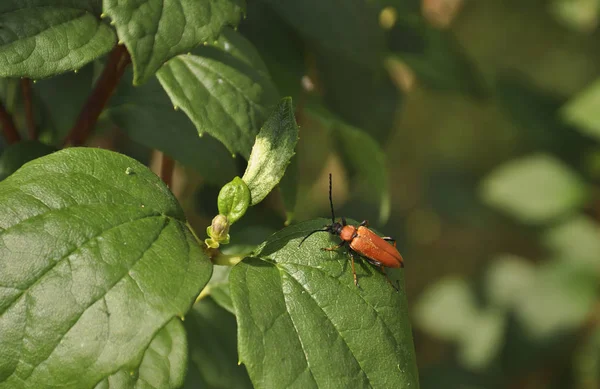 Beautiful red beetle on green leaf close up