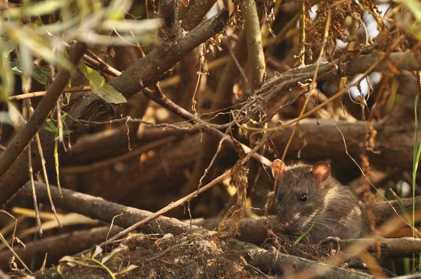 Water mouse peeking out of grass