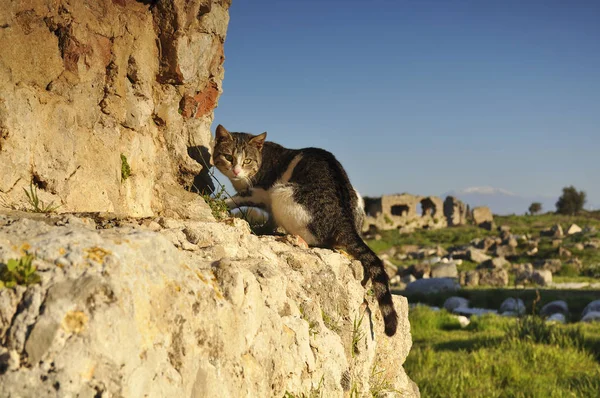 Cat on background of ancient ruins in Turkey