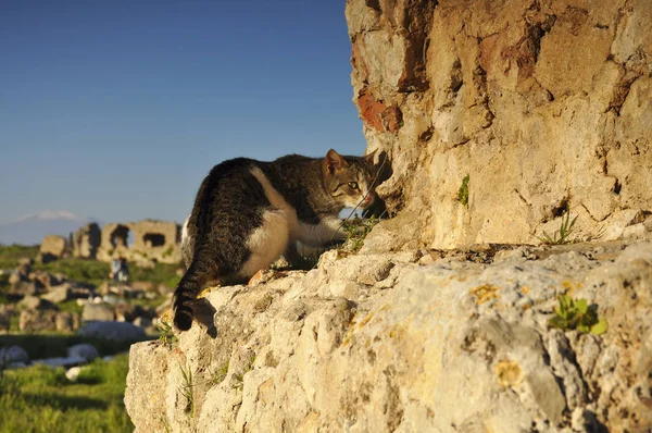 Cat on background of ancient ruins in Turkey