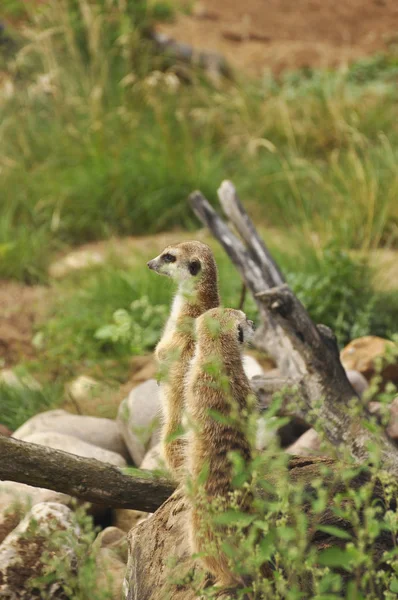 Meerkat in wild close-up. Animals, mammals, nature