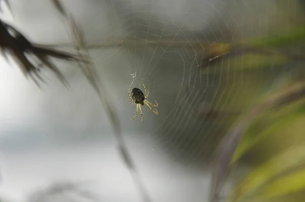 Large spider sits on web waiting for prey
