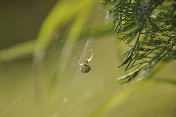 Spider sits on web waiting for victim