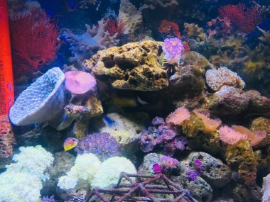 Su altında mercan resifi yakın çekim 