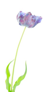 Beyaz arka plan üzerinde izole özgün egzotik olağandışı papağan mavi lale