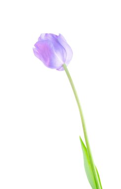 Taze mor lale beyaz izole. Stüdyo çekim yeşil yaprakları ile mor lale