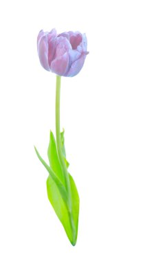 Yeşil yaprakları ile mor lale stüdyo çekim. Mor menekşe lale flowerwith yeşil izole bırakır