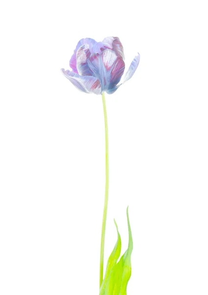 Original Exótico Papagaio Incomum Tulipa Azul Isolado Fundo Branco — Fotografia de Stock