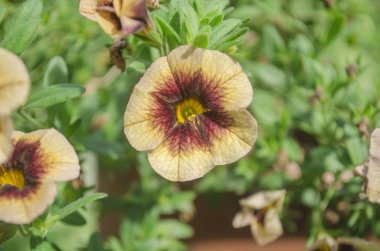 Calibrachoa Muz çikolata. Kırmızı ve sarı superbells çiçek.