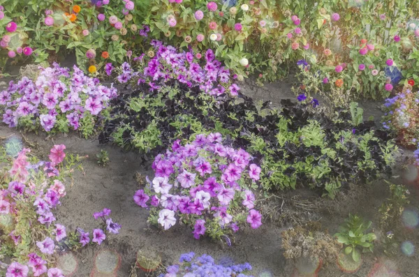 Petúnias Multicoloridas Petúnias Luz Natural Petunia Mix Hybrida Parque Flores — Fotografia de Stock