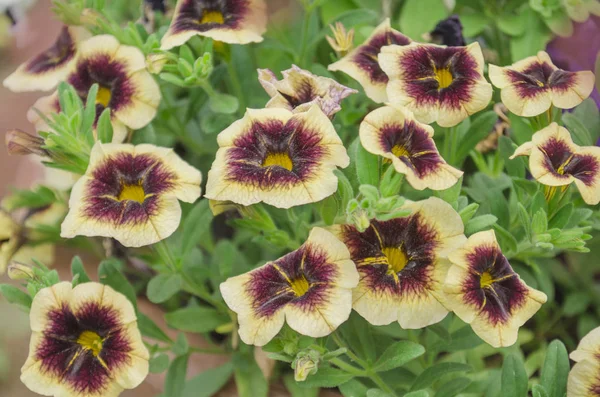 Calibrachoa Muz çikolata. Kırmızı ve sarı superbells çiçek.