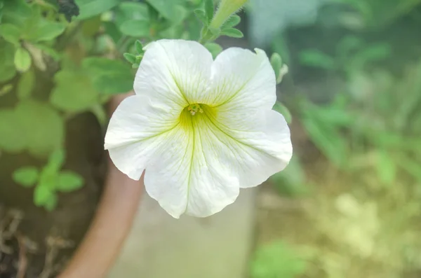 Çiçekler Beyaz Petunyalar Beyaz Petunyaların Sera Içinde Beyaz Petunya Bitki — Stok fotoğraf