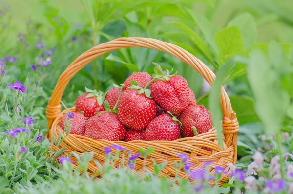 Strawberry Nature Background Strawberries Basket — Stock Photo, Image