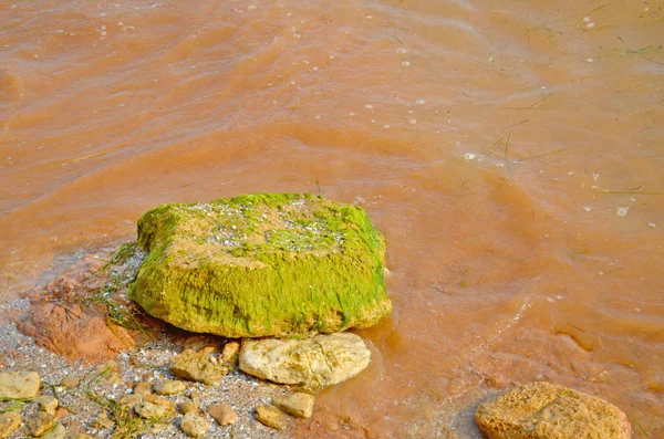 Dirty water ecological catastrophe. Dirty water with moss.