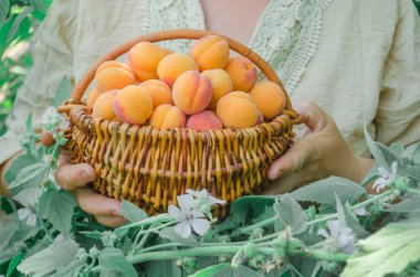 Olgun kayısı bahçesinde sepetle. Olgun kayısı yeşil zemin üzerine. Taze kayısı