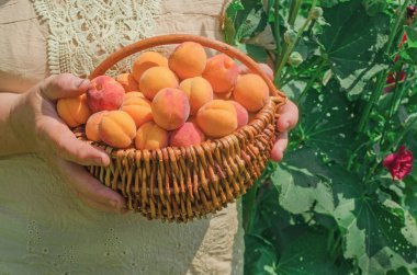 Kayısı sepeti. Alandaki alt malzeme çekme kayısı. Malzeme çekme kayısı hasat. Taze tatlı kayısı