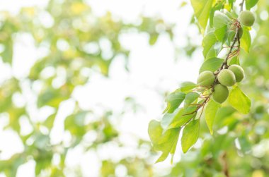 Yeşil kayısı orchard bir şube üzerinde. Bir ağaç dalı yeşil yaprakları karşı üzerinde yeşil bir kayısı büyür. Metin için boş yer.