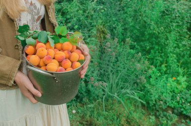 Kayısı metal bir tavada. Metal pot kayısı tam. Metin için boş yer.
