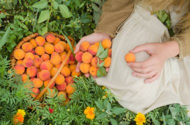 Hasat kayısı tam sepet. İncelenmesi ve kayısı alarak ziraat mühendisi. Üstten görünüm düz yatıyordu 