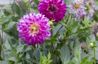 Yaz bahçesinde mor menekşe dahlia. Mor dahlia çiçeklenme