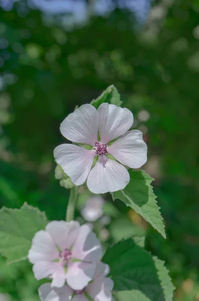 Marshmallow Althaea Officinalis Flower Common Marshmallow Field — Stock Photo, Image