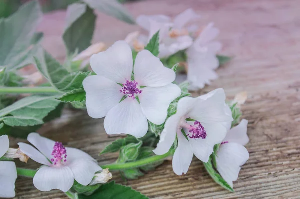 Wooden Board Common Marsh Mallow Marshmallow Althaea Officinalis Flower — Stock Photo, Image