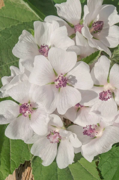 Kır Çiçeği Althaea Officinalis Bataklık Ebegümecinin Yaz Çiçek Kimyon Hatmi — Stok fotoğraf