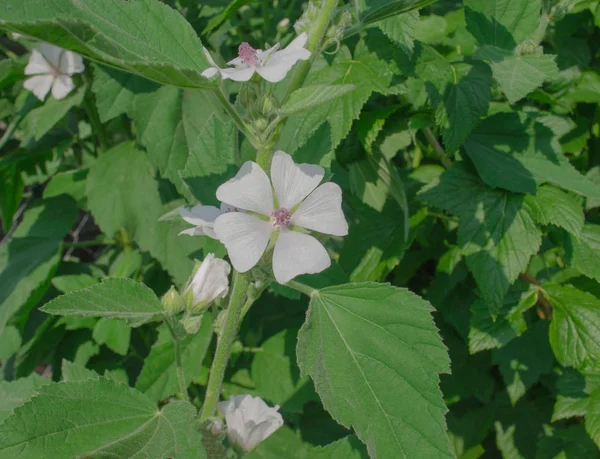 Marshmallow Althaea Officinalis Flower Common Marshmallow Field — Stock Photo, Image