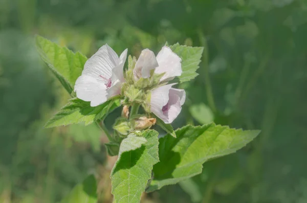 Beyaz Hatmi Çiçeği Yeşil Çayır Althaea Officinalis — Stok fotoğraf