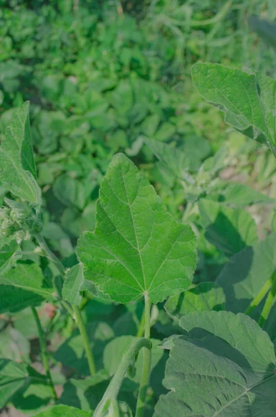 ウスベニタチアオイ薬用植物や観賞植物 — ストック写真