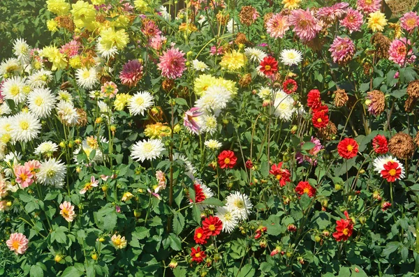 Dália Vermelha Branca Amarela Rosa Multicolor Dahlia Mix Cama Flor — Fotografia de Stock