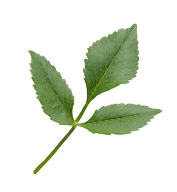 Yeşil dahlia izole yapraklar. Yeşillik dahlia izole bırakır.